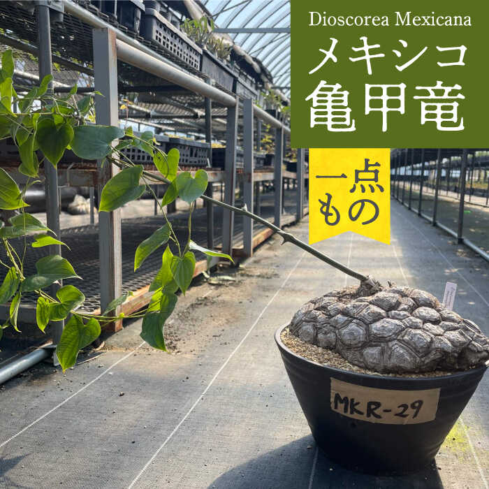 【ふるさと納税】Dioscorea Mexicana メキシコ亀甲竜 （個体番号MKR-29） 長与町/アグリューム[EAI212]