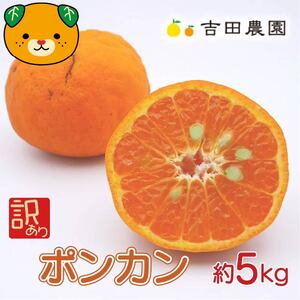 【先行予約】冬 の柑橘 ポンカン 訳あり 5kg みかん 柑橘 ジューシー 愛媛 愛南 吉田農園