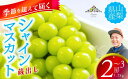 【ふるさと納税】【季節を超えて届く】蔵出し　シャインマスカット　約1.2kg（2～3房）フルーツ 山梨県産 果物 シャイン マスカット ぶどう ブドウ 大粒 種なし