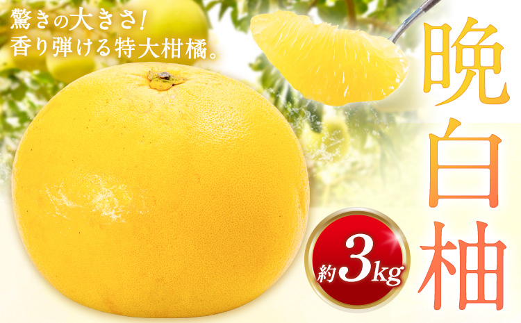 先行予約 晩白柚 約3kg 株式会社エフビーネット《12月上旬-1月下旬頃出荷》熊本県 氷川町 果物 フルーツ 熊本県産 ジューシー ばんぺいゆ バンペイユ---hkw_efn_10_3kg---