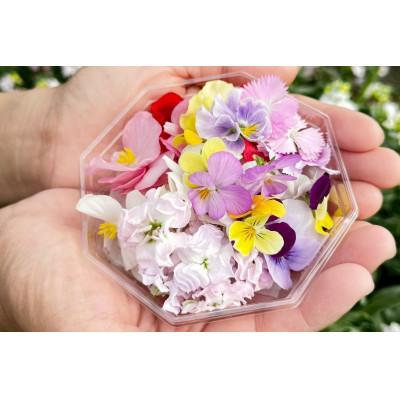 ふるさと納税 伊勢原市 【毎月定期便】加藤さんちのエディブルフラワー5パック (1パックあたり季節のお花15〜30輪)全3回 |  | 03