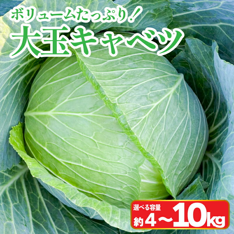 【ふるさと納税】 キャベツ 大玉 選べる容量 4～10kg 2玉 5~6玉 (1玉約2kg) 採れたて 産地直送 農家直送 新鮮 旬 サラダ 餃子 お好み焼き ロールキャベツ 徳島県 阿波市
