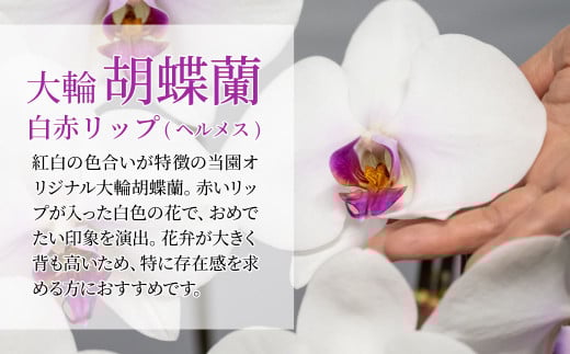 胡蝶蘭 白色赤リップ ヘルメス 大輪 3本立て | 花 お花 大輪胡蝶蘭 こちょうらん コチョウラン 蘭 洋蘭 花 贈答 開店祝い ギフト 贈り物 プレゼント 御祝 お祝い 開業祝い 新築祝い 引越し