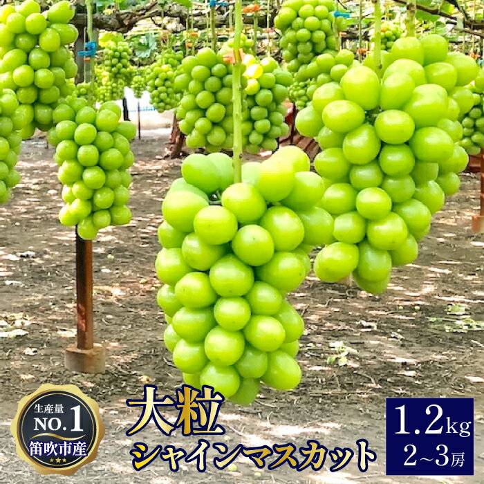 ＜2025年発送＞【2026年発送★先行予約】【ふるさと納税】高級ぶどうシャインマスカット1.2kg（2~3房入り） ふるさと納税 シャインマスカット 大粒 笛吹市 国産 人気 期間限定 ぶどう ブドウ 葡萄 贈り物 ギフト プレゼント 旬 果物 フルーツ 山梨県 送料無料 103-001