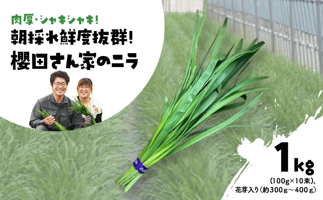 
                  【先行予約】【2026年7月から発送】肉厚・シャキシャキ! 朝採れ鮮度抜群! 櫻田さん家のニラ 1kg(100g×10束)、花芽入り（約300ｇ～400ｇ）  ふるさと納税 にら ニラ 朝採れ 新鮮 肉厚 シャキシャキ 農家直送 鮮度抜群 千葉県 山武市 SMCS003
                