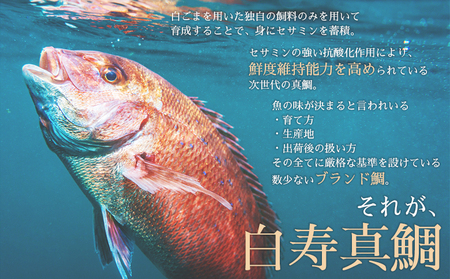 ＜津本式究極の血抜き 白寿真鯛 セミドレス 1尾（約1.5kg）＞ 鯛 タイ たい マダイ まだい 活〆 尾頭付き 養殖 特産品 魚 お祝い 内祝い ギフト 贈答 贈り物 赤坂水産 赤坂竜太郎 愛媛県