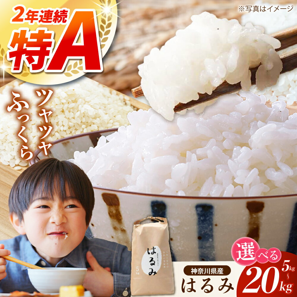 【ふるさと納税】【選べる内容量】はるみ 5kg 10kg 20kg【遠藤ファーム】白米 精米 ご飯 ごはん 米 お米 はるみ おこめ こめ 国産 5kg 10kg 20kg 開成町ふるさと納税 開成町 神奈川県産 【特Aランク受賞実績あり！】 [BDAF001]