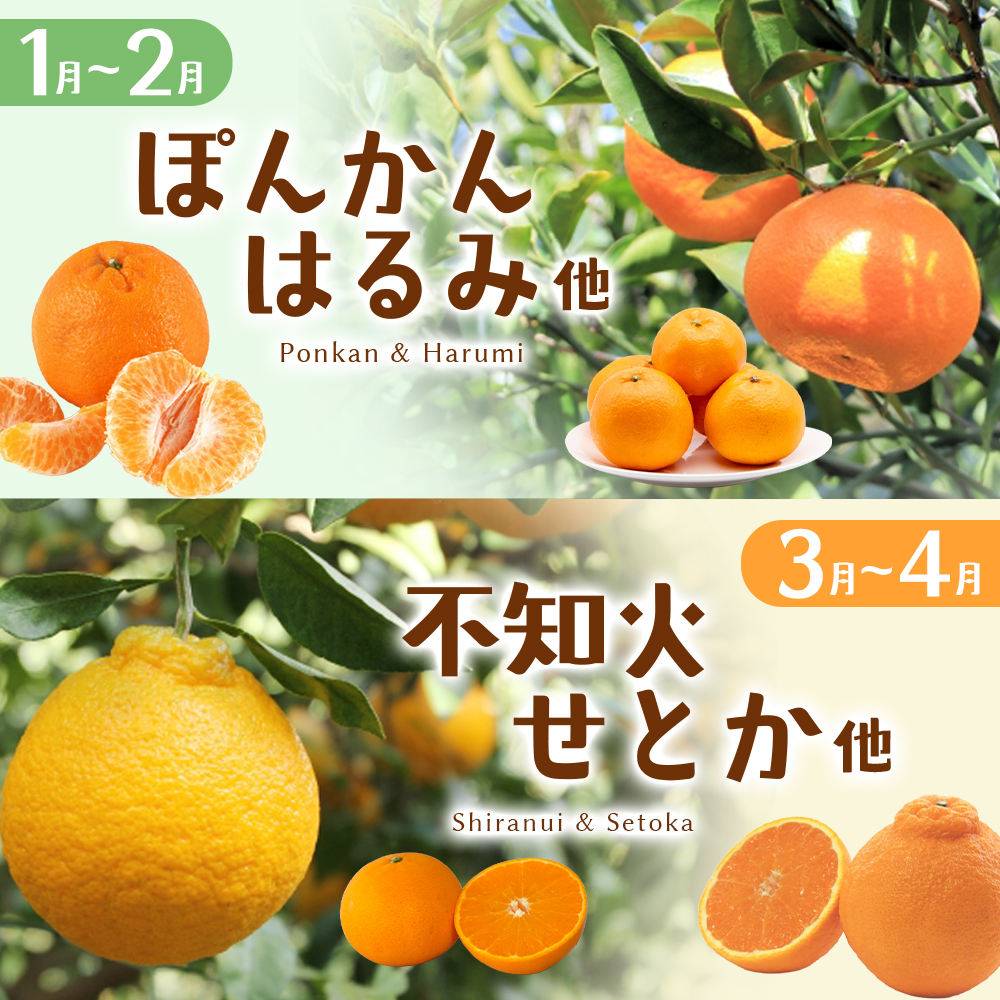自然塾 季節の柑橘詰合せ 約3.5㎏ みかん ミカン 温州みかん フルーツ 果物 くだもの 柑橘 不知火 せとか 果物セット フルーツセット 甘い 濃厚 産地直送 数量限定 人気 国産 三重県 熊野市