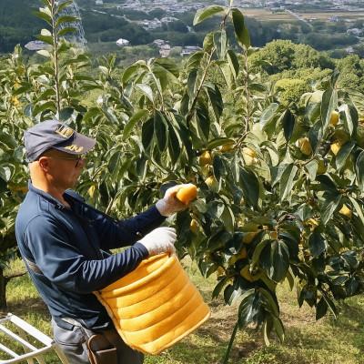 ふるさと納税 橋本市 柳フルーツ園の富有柿 |  | 01