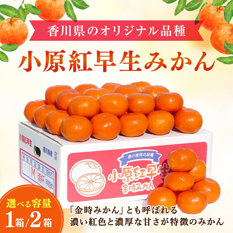 【ふるさと納税】香川県のオリジナル品種 小原紅早生みかん約5kg 約10kg みかん フルーツ 果物類 柑橘類 FAH-0137var