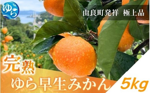 完熟ゆら早生みかん 5kg ※2026年11月上旬頃より順次発送予定 / 和歌山県 柑橘 みかん 甘い 蜜柑 フルーツ 果物 くだもの 食品 人気  晩柑 おすすめ 送料無料 産地直送 由良町【kzmn004-kan-5】
