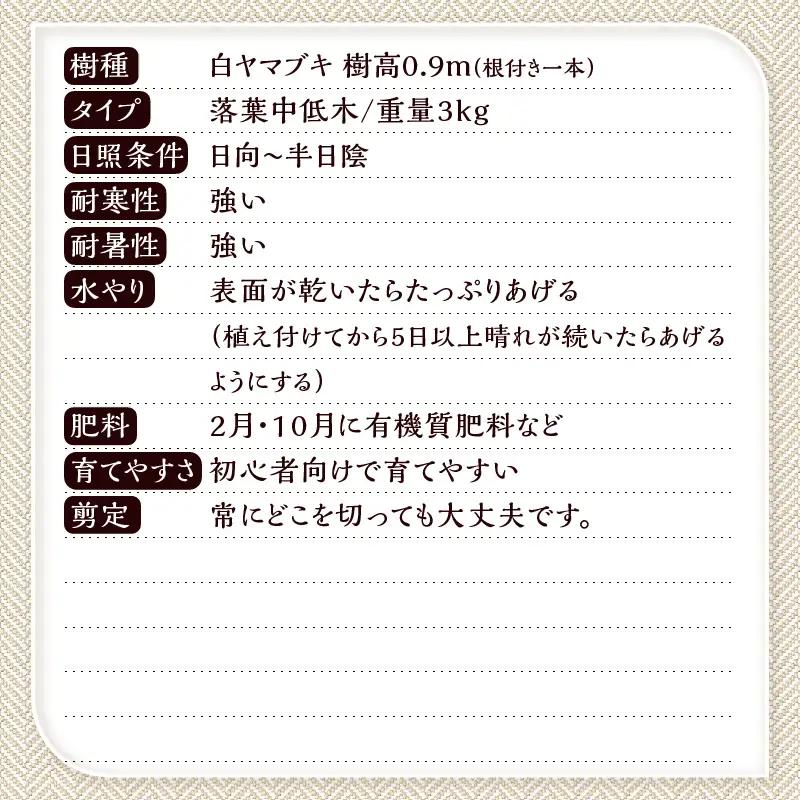 植木　白ヤマブキ　0.9ｍ