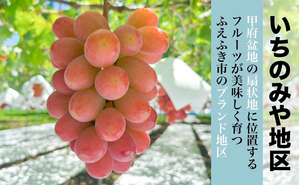 日本一のブドウの生産量を誇る笛吹市でも美味しいフルーツが育つことで有名な「いちのみや」地区のシャインマスカットをお届けします。