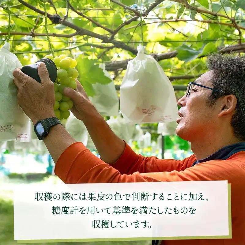 【令和8年産先行予約】 大人気 シャインマスカット　約1kg（ 2房 ） 山形県鶴岡産　重ちゃん農園