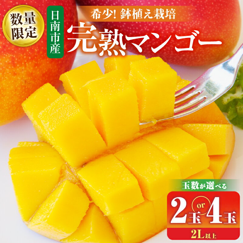 【ふるさと納税】≪玉数が選べる≫ 数量限定 希少 完熟マンゴー 鉢植え栽培 2L以上 期間限定 くだもの 果物 フルーツ 糖度13度以上 日南市産 国産 食品 デザート おやつ 人気 おすすめ ご褒美 ギフト 贈り物 おすそ分け 産地直送 トロピカルフルーツ 冷蔵 宮崎県 送料無料
