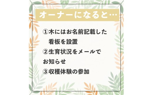 興居島産 レモンの木 1本収穫オーナー権  |  オーナー制度  収穫体験 柑橘 レモン れもん  愛媛県 松山市 興居島 オーナー