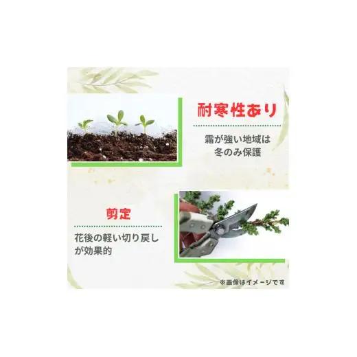 グレビレア　ラニゲラ ／ グレビレア ラニゲラ 植物 観葉植物 鉢植え