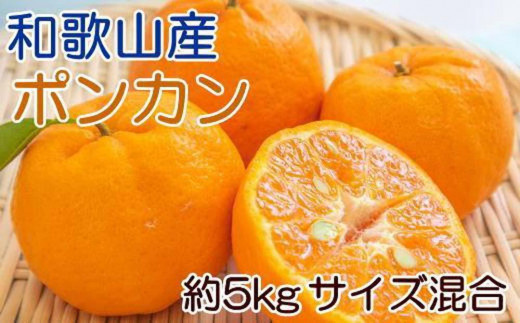 和歌山産ポンカン約5kg（サイズ混合・秀優品）★2025年2月初旬頃より順次出荷【TM136】