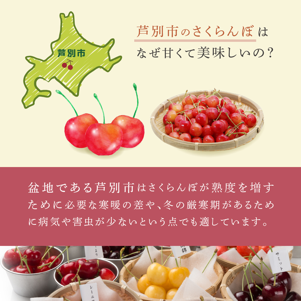 【先行受付】 厳選 さくらんぼ スペシャル 4色 48粒 北海道 芦別市 大橋さくらんぼ園