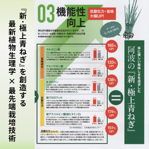 青ねぎ 5kg ネギ 訳あり 4～6月発送 【 ねぎ 】