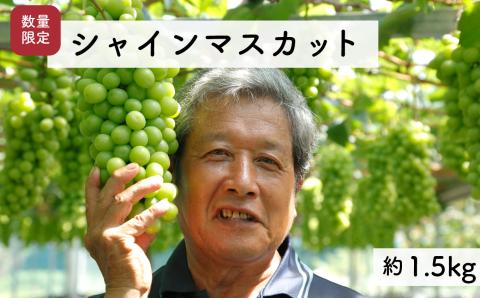 【先行予約・2024年9月】数量限定 特大シャインマスカット 1.5kg 産地直送 農家直送 甘い 大きい 種なし ぶどう 果物