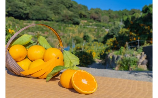 【訳アリ】「河内みかん堂」のみかん4kg＋傷み補償付き（家庭用）【2026年1月下旬まで発送予定】