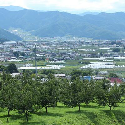 ふるさと納税 中野市 【発送月固定定期便】2026年発送 長野の果物 シャインマスカット+サンふじ全2回 |  | 03