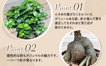 観葉植物 ガジュマル 多幸の木 6号 ブラックセラアート 鉢 / 観葉 植物 インテリア おしゃれ プレゼント / 大村市 /琴花園[ACYK015]