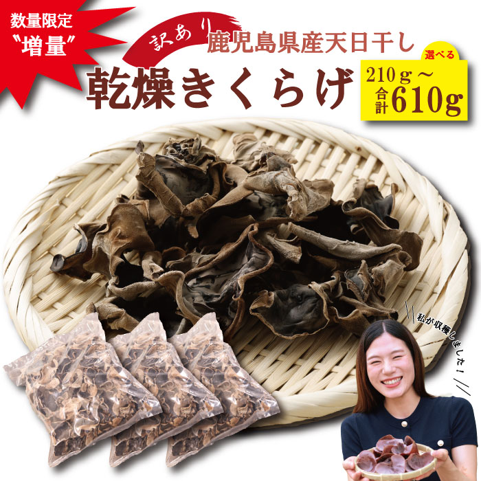 【ふるさと納税】【数量限定】 ”増量” 鹿児島県産天日干し乾燥きくらげ 合計210g～610g AS-4104 ZSR-785 ASR-4105 BSR-096 乾燥きくらげ 野菜 きのこ 健康 食物繊維 低カロリー エムズ わか農園 サラダ みそ汁 スープ 炒め物 煮物 和え物 鹿児島県 薩摩川内市 送料無料