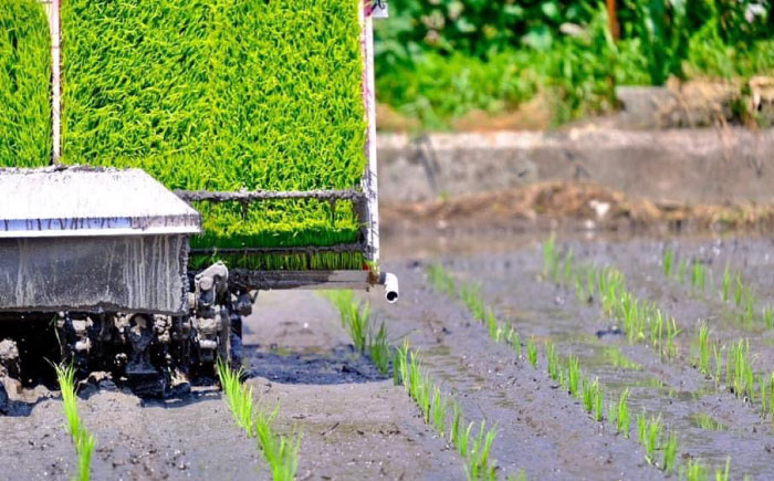 【先行予約】【令和7年度産】【全3回定期便】【九州米・食味コンクール3年連続入賞！】こだわりのさがびより 10kg×3回（白米）【白浜農産】米 お米 白米 [IBL016]