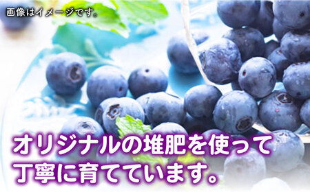 【24年7月以降順次発送】対馬産 朝採れ ブルーベリー ( 青果 ) 1.2kg 《対馬市》【さほの里ファーム】島 フルーツ 果物 生食 新鮮 朝食[WBG005] コダワリブルーベリー こだわりブル