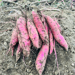 【2025年11月より順次発送】【数量限定】訳アリ 茨城県産安納芋 約5kg｜さつまいも 芋 サツマイモ 安納芋 訳あり わけあり 先行予約 茨城県 取手市（AS004）