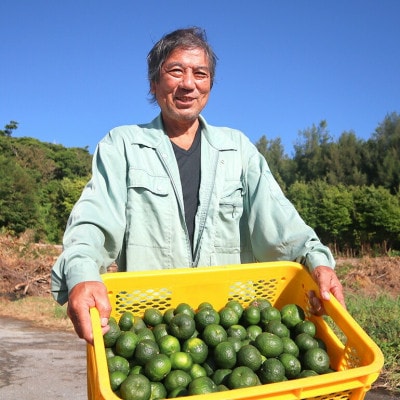 【2026年10月頃から順次発送】島みかん カーブチー 3kg