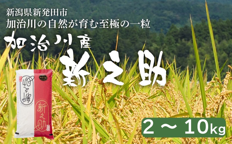 
                  【加治川産新之助】 令和7年産 新潟県産 新之助 2kg 5kg 10kg  新潟県 新発田市 加治川産  新発田産 新潟 ふるさと納税 精米 米 お米  新之助 白米 米 お米 こめ コメ ライス ご飯 ごはん 美味しい 贈り物 国産 新潟県 新発田市 お取り寄せ 令和7年産米 産地直送 GAP認証 JGAP アグリ加治川 agk004P
                