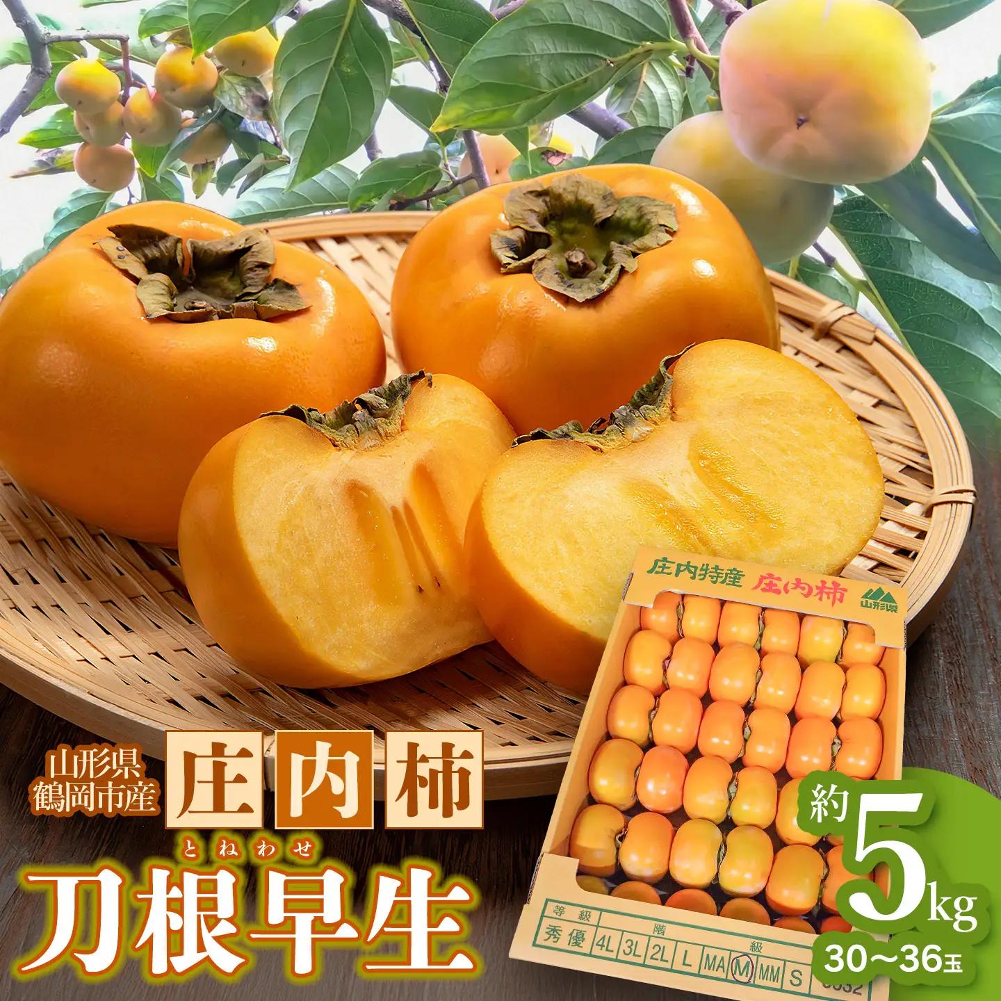 【令和8年産先行予約】　庄内柿　刀根早生　5kg（30～36玉）　山形県鶴岡市　わたなべフルーツファクトリー　| 柿 カキ 刀根早生柿 とねわせがき 種無し柿 旬 期間限定 産地直送 果物 フルーツ 甘い おいしい おすすめ お取り寄せ 返礼品