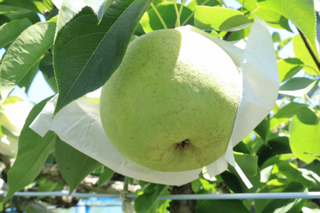 梨（かおり）（約5kg）【2024年発送分】