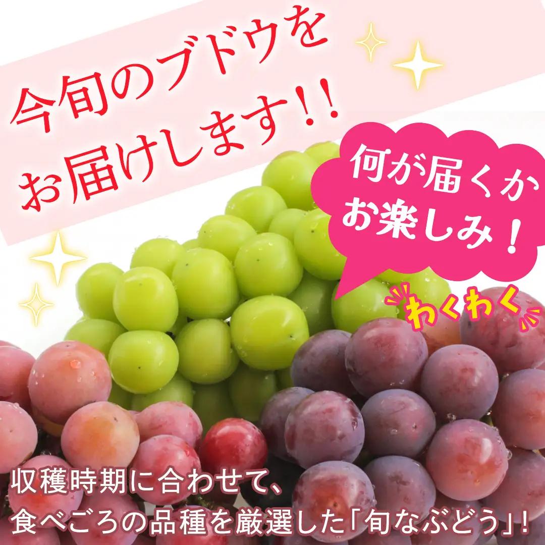 旬なぶどう 品種おまかせ 約2kg(約4房)【2026年8月より発送開始】（茨城県共通返礼品 [ぶどう]：結城市産） │ ぶどう 旬 おまかせ 詰め合わせ フルーツ 果物 巨峰 ピオーネ シャインマス