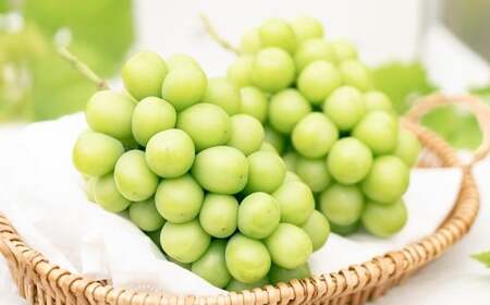 【2回定期便】 プレミアム大粒 ・ 大房 シャインマスカット 2房 （1.2kg以上） 【2026年8月上旬から順次発送予定】 ／ くだもの 果物 果実 フルーツ ぶどう ブドウ 葡萄 マスカット 冷蔵 岡山県 美咲町