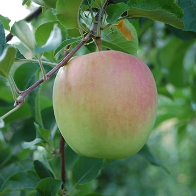 JA青森　青森県産りんご「ぐんま名月」約5kg【配送不可地域：離島】