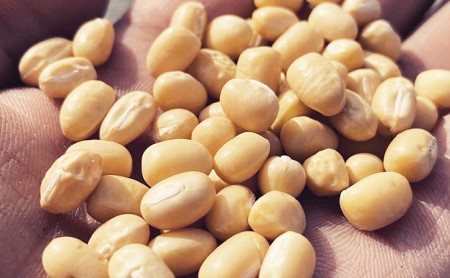 安富町特産　白雪大納言小豆と丹波大納言小豆セット 野菜 あずき 