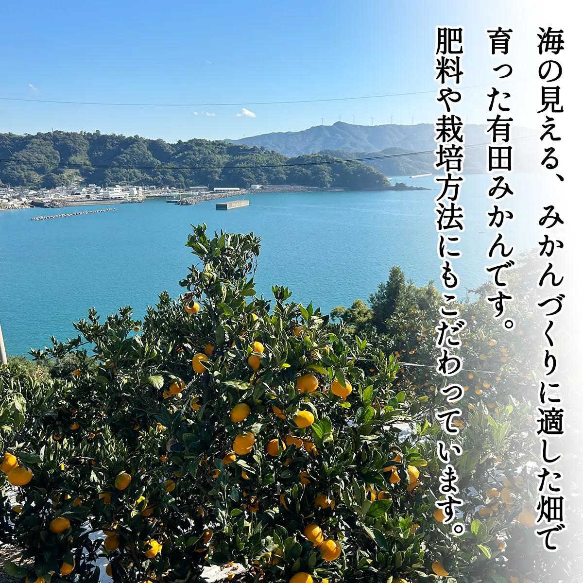 【1月発送】家庭用 有田みかん 和歌山 S～Lサイズ大きさお任せ 5kg / みかん フルーツ 果物 くだもの 有田みかん 蜜柑 柑橘【ktn007A-1】