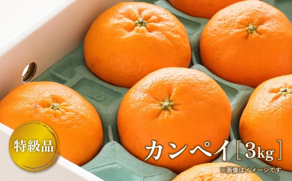 【ふるさと納税】 【2026年2月上旬より順次発送】 先行予約 特級品 カンペイ 甘平 3kg みかん 柑橘 果物 フルーツ 松山市 愛媛県 家庭用 みかん 柑橘 果物 フルーツ 松山市 愛媛県