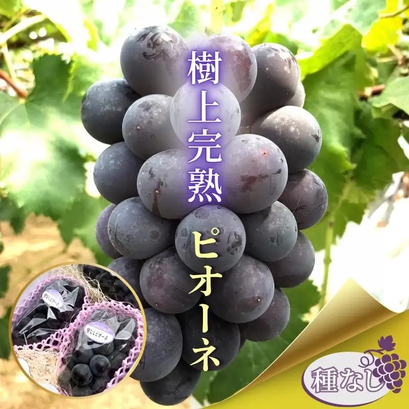 【2026年出荷分】ぶどう ピオーネ ぶどう詰め合わせ 田中ぶどう園 厳選 ピオーネ 約2.0kg（3～4房） 詰め合わせ