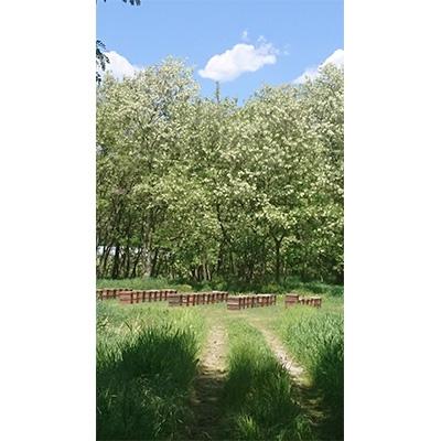 ふるさと納税 御代田町 自家採取生ハチミツ【アカシア蜂蜜300g、りんご蜂蜜300g】セット |  | 03