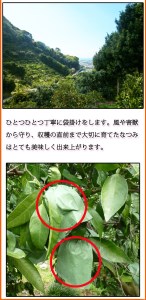 初夏のみかん　なつみ3kg　※2027年4月中旬頃?2027年4月末頃順次発送（お届け日指定不可） / 果物 くだもの フルーツ 柑橘 オレンジ みかん ミカン 有田みかん 【uot753A】