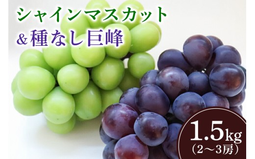【2026年先行予約】シャインマスカットと巨峰（種なし）1.5kg（2～3房） 葡萄 ブドウ フルーツ 果物 くだもの 産地直送 茨城県 石岡市 A02-024