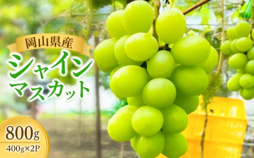 【食べきりサイズ】ご家庭用 岡山県産シャインマスカット 400g×2パック（計800g）