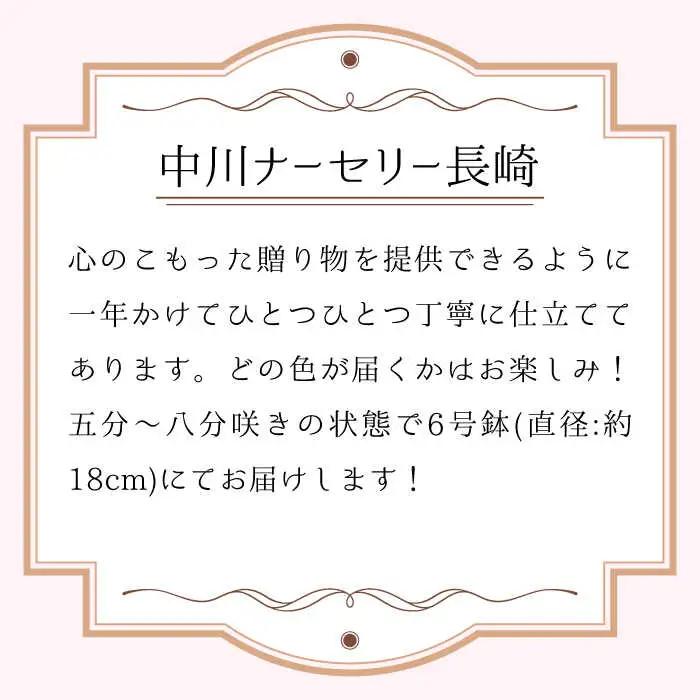 【2026年12月-発送】【ギフトにピッタリ！】シクラメン 6号 鉢 / シクラメン しくらめん シクラメン シクラメン シクラメン 花 はな 鉢 鉢植え / 南島原市 / 中川ナーセリー長崎 [SD