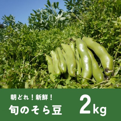 大村農場のそら豆2kg(5月下旬より順次発送)【配送不可地域：離島・沖縄県】
