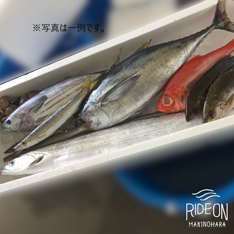 【ふるさと納税】 駿河湾 ビックリ箱 デラックス 新鮮 魚 海鮮 詰め合わせ 刺身 鮮魚 旬 鯵 イカ 鯖 地魚 さしみ 鮮度抜群 朝獲れ 産地直送 贈り物 ギフト グルメ 海産物 魚介類 食べ比べ 高級 特産品 名産 牧之原市 静岡県